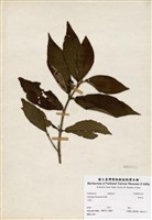 藏品(杜虹花)的圖片